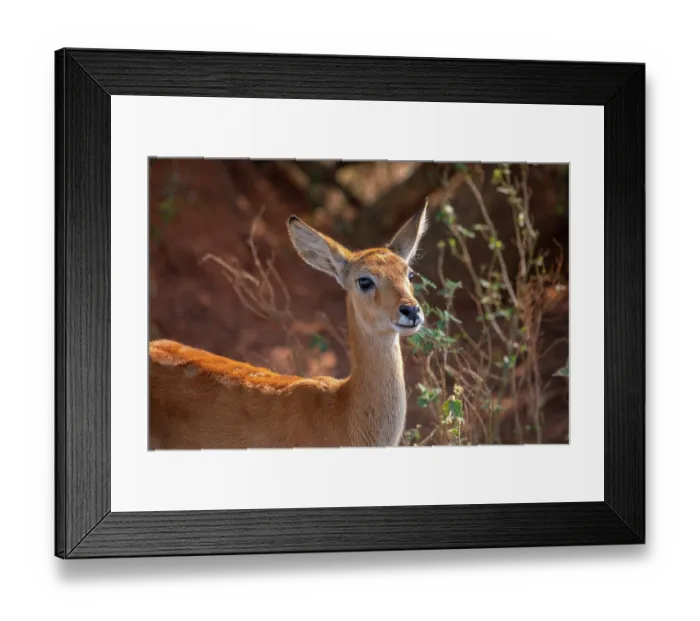 Framed Print : Ugandan kob (Kobus kob thomasi) portrait, Murchison Falls National Park, Uganda Framed Print : Ugandan kob (Kobus kob thomasi) portrait, Murchison Falls National Park, Uganda