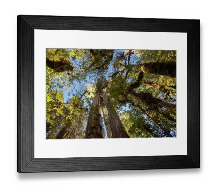 Framed Print : Ancient Alerce trees (Fitzroya cupressoides), Pumalin National Park, Patagonia, Chile Framed Print : Ancient Alerce trees (Fitzroya cupressoides), Pumalin National Park, Patagonia, Chile