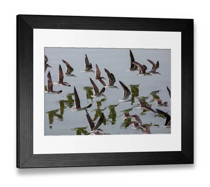 Framed Print : African skimmer (Rynchops flavirostris) flock in flight, Queen Elizabeth National Park, Uganda Framed Print : African skimmer (Rynchops flavirostris) flock in flight, Queen Elizabeth National Park, Uganda