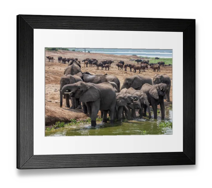 Framed Print : African elephant (Loxodonta africana) herd drinking at riverbank with herd of Cape buffalo (Syncerus caffer caffer) behind, River Nile, Queen Elizabeth National Park Framed Print : African elephant (Loxodonta africana) herd drinking at riverbank with herd of Cape buffalo (Syncerus caffer caffer) behind, River Nile, Queen Elizabeth National Park