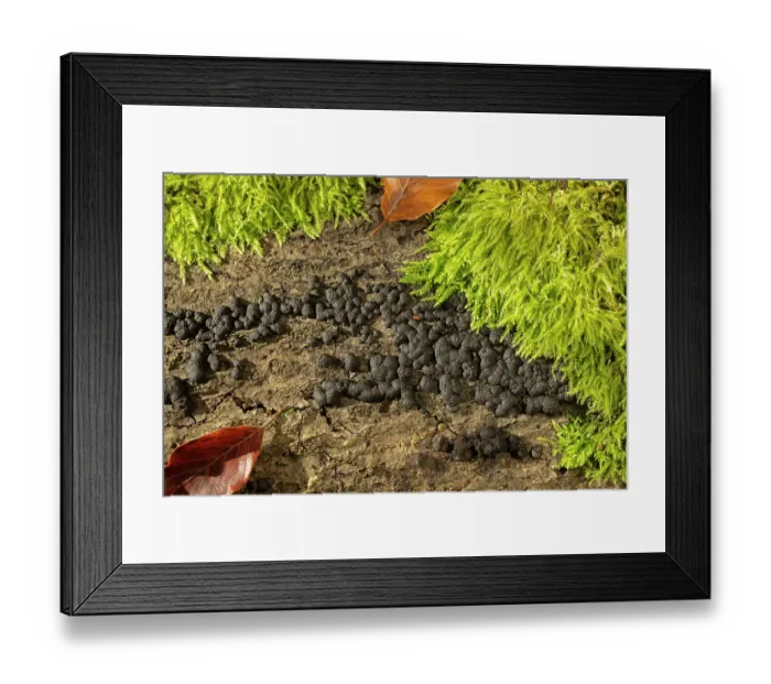 Framed Print : Beech woodwart fungus (Hypoxylon fragiforme) growing on Beech log, Surrey, England, UK. October Framed Print : Beech woodwart fungus (Hypoxylon fragiforme) growing on Beech log, Surrey, England, UK. October