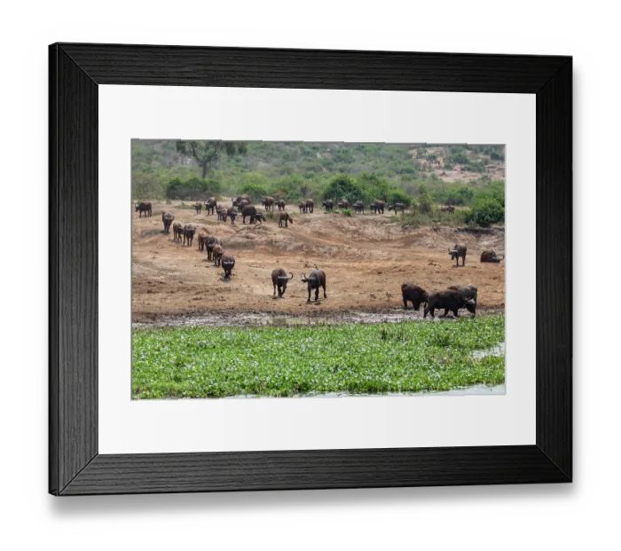 Framed Print : Cape buffalo (Syncerus caffer caffer) herd walking towards water channel to drink, Kazinga Channel, River Nile, Queen Elizabeth National Park, Uganda