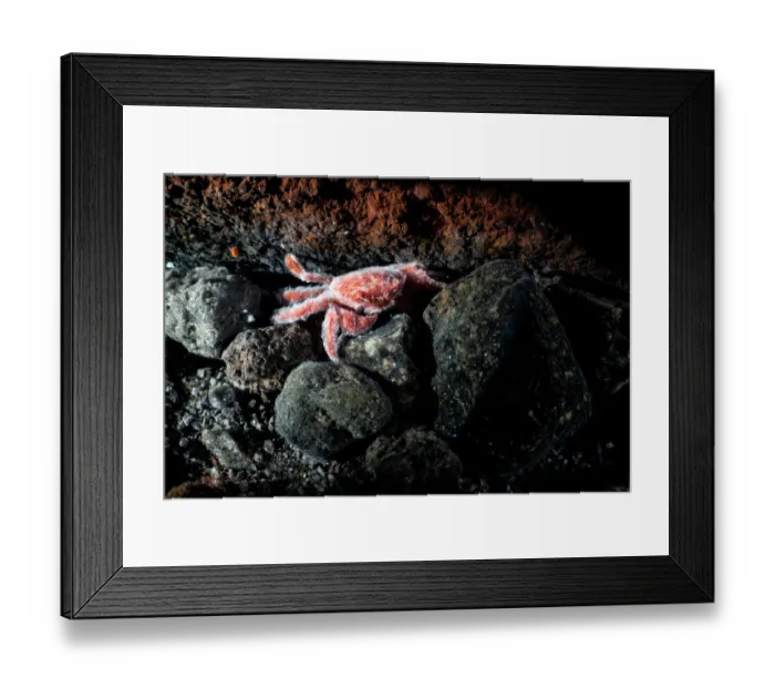 Framed Print : Shallow water hydrothermal vent crab (Xenograpsus testudinatus) resting on rocks, size less than 1cm Framed Print : Shallow water hydrothermal vent crab (Xenograpsus testudinatus) resting on rocks, size less than 1cm