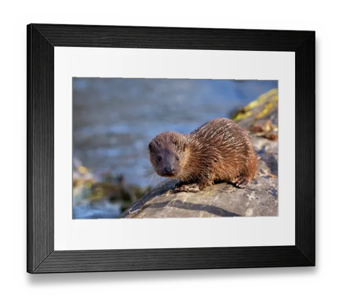 Framed Print : RF - European otter (Lutra lutra) cub resting on a log, Little Ouse River, Norfolk, England, UK. (This image may be licensed either as rights managed or royalty free.) Framed Print : RF - European otter (Lutra lutra) cub resting on a log, Little Ouse River, Norfolk, England, UK. (This image may be licensed either as rights managed or royalty free.)