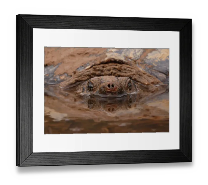 Framed Print : Snapping turtle (Chelydra serpentina) submerged in muddy water, Maryland, USA. March Framed Print : Snapping turtle (Chelydra serpentina) submerged in muddy water, Maryland, USA. March