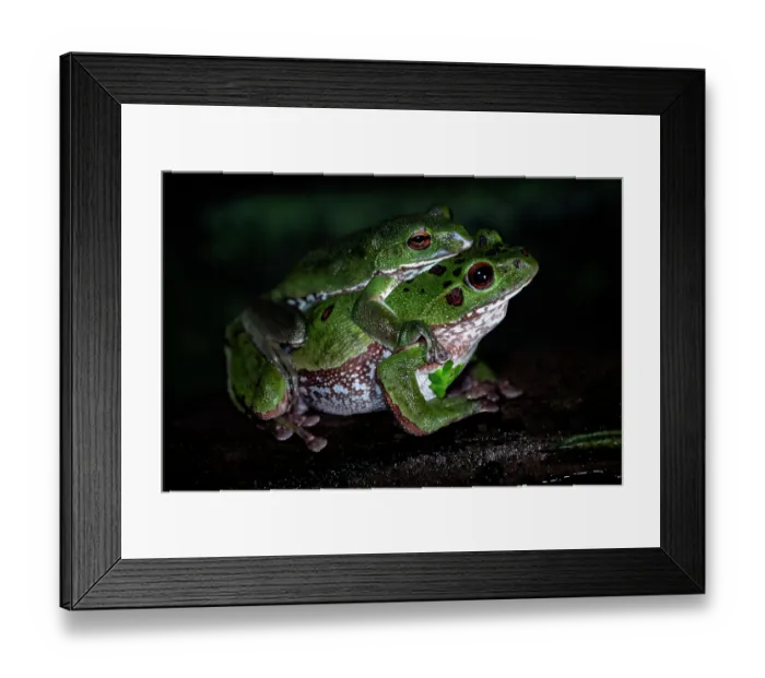 Framed Print : Forest green tree frogs (Zhangixalus arboreus) pair preparing to spawn, Yamanashi Prefecture, Japan Framed Print : Forest green tree frogs (Zhangixalus arboreus) pair preparing to spawn, Yamanashi Prefecture, Japan