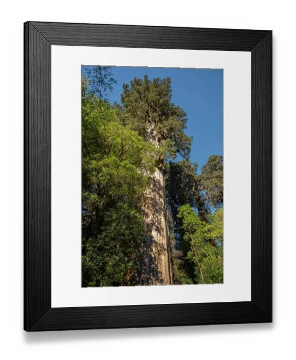 Framed Print : Ancient Alerce tree (Fitzroya cupressoides), Pumalin National Park, Patagonia, Chile Framed Print : Ancient Alerce tree (Fitzroya cupressoides), Pumalin National Park, Patagonia, Chile