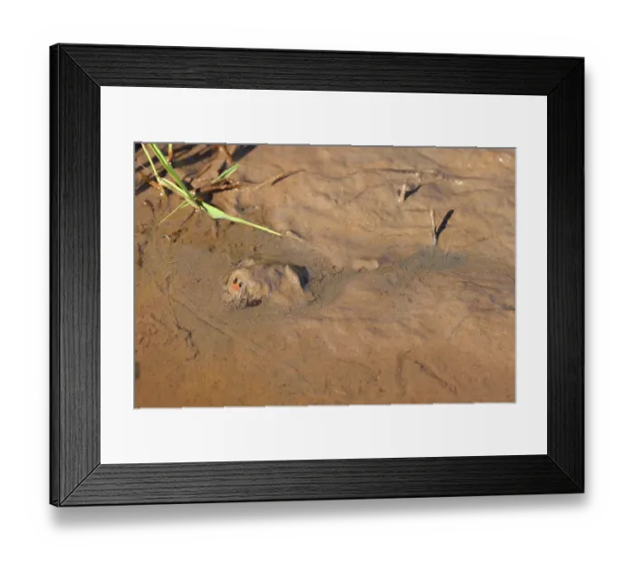 Framed Print : Snapping turtle (Chelydra serpentina) submerged in mud with only snout visible, Maryland, USA. April Framed Print : Snapping turtle (Chelydra serpentina) submerged in mud with only snout visible, Maryland, USA. April