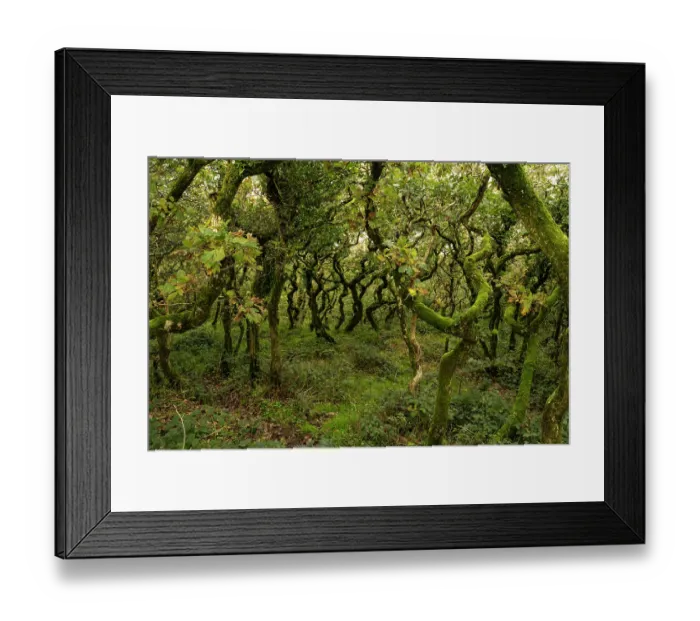 Framed Print : Deciduous forest, Surrey, England, UK. October 2023 Framed Print : Deciduous forest, Surrey, England, UK. October 2023