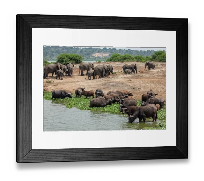Framed Print : Cape buffalo (Syncerus caffer caffer) herd standing in shallow water along riverbank with African elephant (Loxodonta africana) herd behind, River Nile Framed Print : Cape buffalo (Syncerus caffer caffer) herd standing in shallow water along riverbank with African elephant (Loxodonta africana) herd behind, River Nile