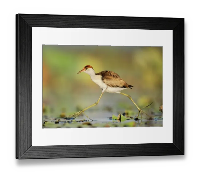 Framed Print : Comb-crested jacana (Irediparra gallinacea) juvenile, running over lilypads, Corroboree billabong, Northern Territory, Australia Framed Print : Comb-crested jacana (Irediparra gallinacea) juvenile, running over lilypads, Corroboree billabong, Northern Territory, Australia