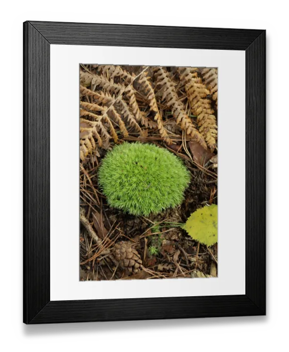 Framed Print : Cushion moss (Leucobryum glaucum) growng on forest floor, Surrey, England, UK. September Framed Print : Cushion moss (Leucobryum glaucum) growng on forest floor, Surrey, England, UK. September