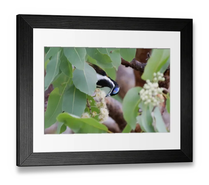 Framed Print : White-quilled honeyeater (Entomyzon albipennis) feeding on Gum tree (Corymbia disjuncta) flowers, Adelaide River Hills, Northern Territory, Australia Framed Print : White-quilled honeyeater (Entomyzon albipennis) feeding on Gum tree (Corymbia disjuncta) flowers, Adelaide River Hills, Northern Territory, Australia