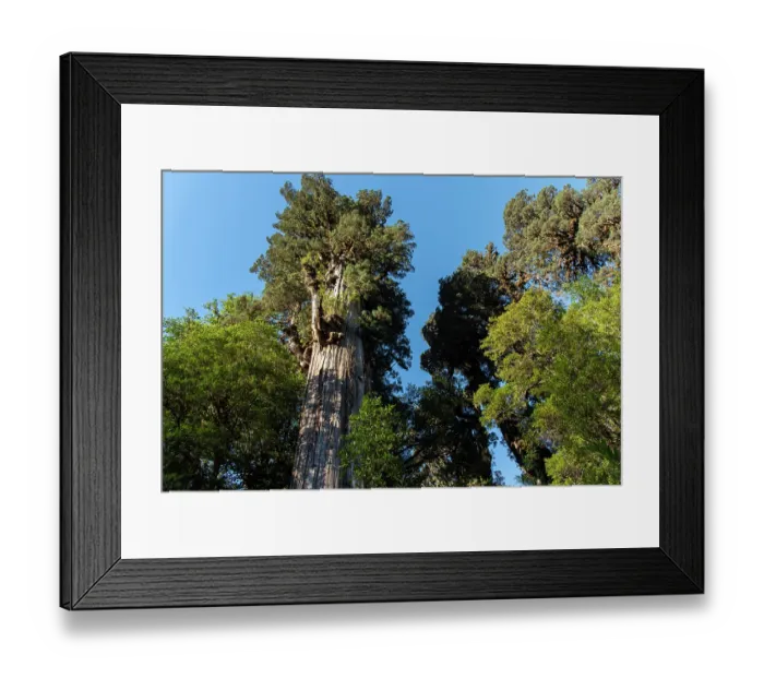 Framed Print : Ancient Alerce tree (Fitzroya cupressoides), Pumalin National Park, Patagonia, Chile Framed Print : Ancient Alerce tree (Fitzroya cupressoides), Pumalin National Park, Patagonia, Chile