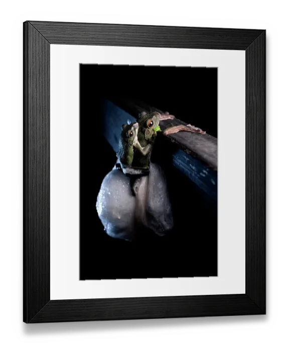 Framed Print : Forest green tree frogs (Zhangixalus arboreus) pair spawning, Yamanashi Prefecture, Japan Framed Print : Forest green tree frogs (Zhangixalus arboreus) pair spawning, Yamanashi Prefecture, Japan