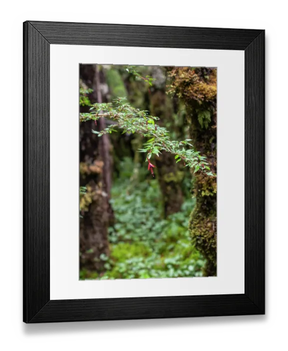 Framed Print : Hummingbird fuchsia (Fuchsia magellanica) in flower in temperate rainforest, Quelat National Park, Patagonia, Chile Framed Print : Hummingbird fuchsia (Fuchsia magellanica) in flower in temperate rainforest, Quelat National Park, Patagonia, Chile