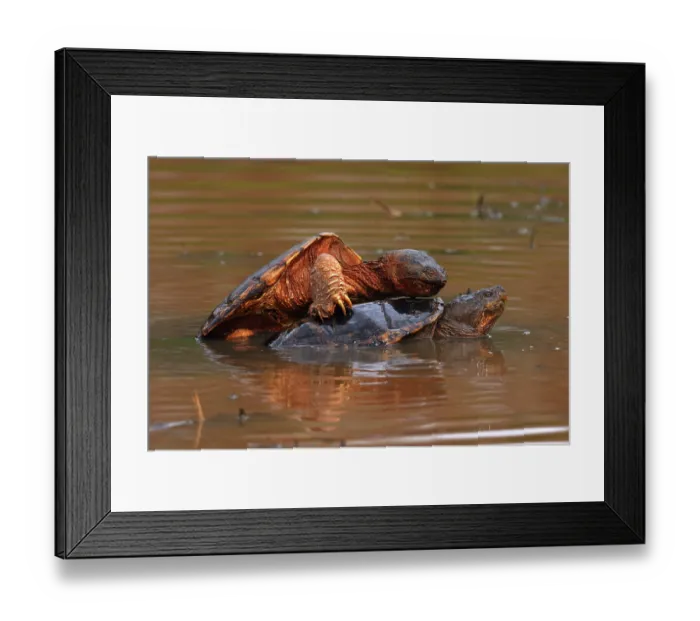 Framed Print : Snapping turtles (Chelydra serpentina) pair, mating in shallow water, Maryland, USA. April Framed Print : Snapping turtles (Chelydra serpentina) pair, mating in shallow water, Maryland, USA. April