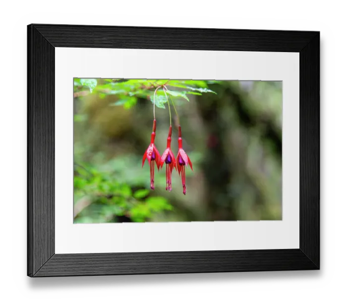 Framed Print : Hummingbird fuchsia (Fuchsia magellanica) in flower in temperate rainforest, Quelat National Park, Patagonia, Chile Framed Print : Hummingbird fuchsia (Fuchsia magellanica) in flower in temperate rainforest, Quelat National Park, Patagonia, Chile