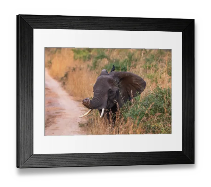 Framed Print : African elephant (Loxodonta africana) with injured trunk, standing next to path, Murchison Falls National Park, Uganda. Endangered Framed Print : African elephant (Loxodonta africana) with injured trunk, standing next to path, Murchison Falls National Park, Uganda. Endangered