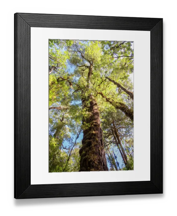 Framed Print : Coigue tree (Nothofagus dombeyi), Pumalin National Park, Patagonia, Chile Framed Print : Coigue tree (Nothofagus dombeyi), Pumalin National Park, Patagonia, Chile