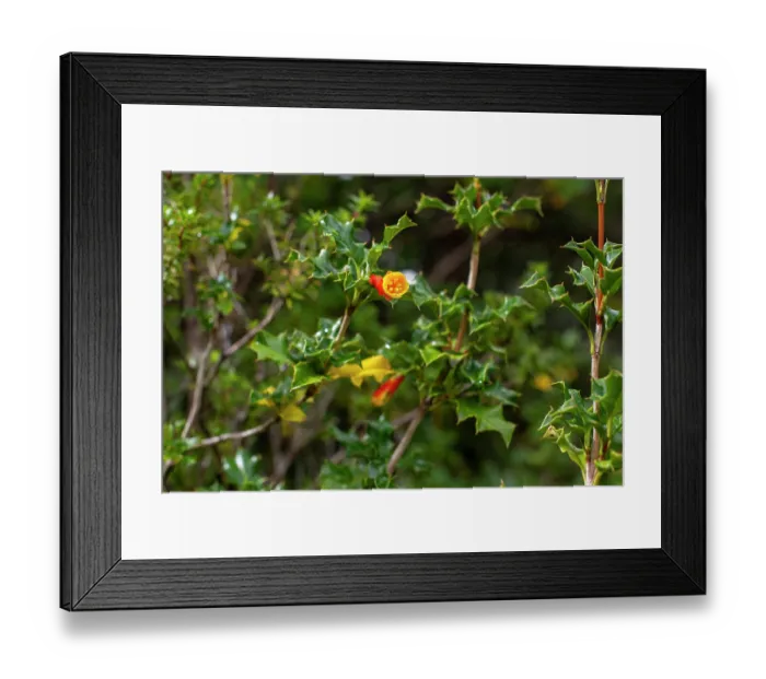 Framed Print : Taique bush (Desfontainia spinosa) in flower, Quelat National Park, Patagonia, Chile Framed Print : Taique bush (Desfontainia spinosa) in flower, Quelat National Park, Patagonia, Chile