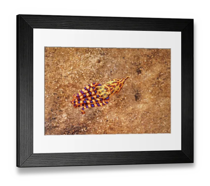 Framed Print : Southern blue ring octopus (Hapalochlaena maculosa) swimming over seabed, South Australia Framed Print : Southern blue ring octopus (Hapalochlaena maculosa) swimming over seabed, South Australia