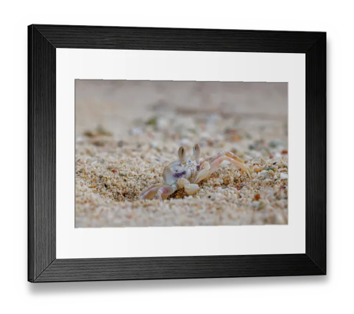 Framed Print : Horned ghost crab (Ocypode ceratophthalmus) emerging from its burrow on beach, Guam, Federated States of Micronesia Framed Print : Horned ghost crab (Ocypode ceratophthalmus) emerging from its burrow on beach, Guam, Federated States of Micronesia
