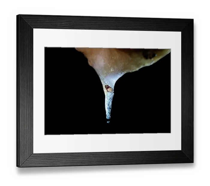 Framed Print : Forest green tree frog (Zhangixalus arboreus) tadpole dropping from a sponge-like egg mass suspended in forest canopy Framed Print : Forest green tree frog (Zhangixalus arboreus) tadpole dropping from a sponge-like egg mass suspended in forest canopy