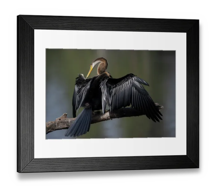 Framed Print : RF - Darter (Anhinga melanogaster) perched on branch, preening, Keoladeo Ghana National Park, Bharatpur, Rajasthan, India Framed Print : RF - Darter (Anhinga melanogaster) perched on branch, preening, Keoladeo Ghana National Park, Bharatpur, Rajasthan, India