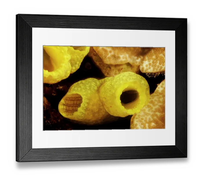 Framed Print : Yellow ascidian (Phallusia julinea) portrait, Guam, Federated States of Micronesia, Pacific Ocean Framed Print : Yellow ascidian (Phallusia julinea) portrait, Guam, Federated States of Micronesia, Pacific Ocean