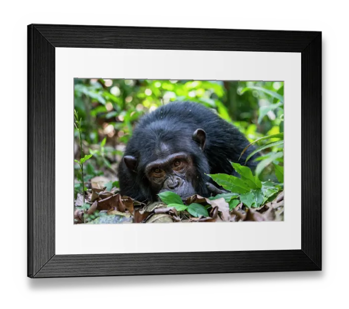 Framed Print : Eastern chimpanzee (Pan troglodytes schweinfurthii) resting on forest floor, Kibale National Park, Uganda. Endangered