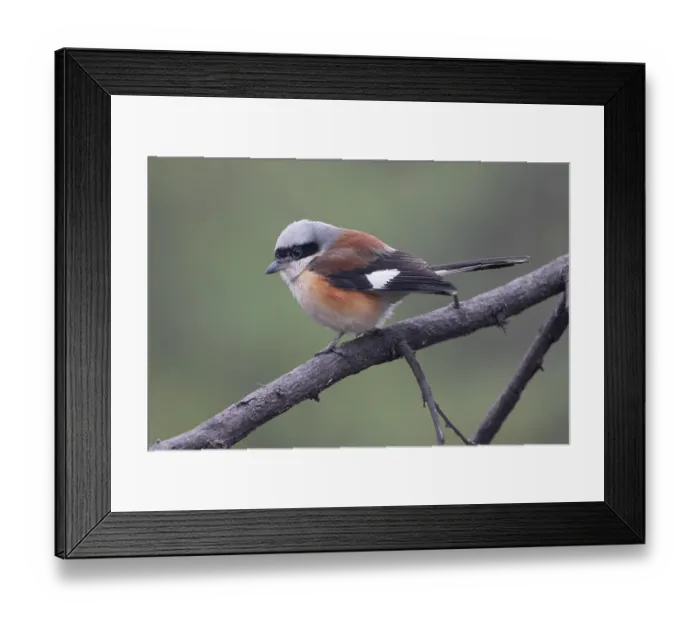 Framed Print : RF - Bay-backed shrike (Lanius vittatus) perched on branch, Keoladeo Ghana National Park, Bharatpur, Rajasthan, India Framed Print : RF - Bay-backed shrike (Lanius vittatus) perched on branch, Keoladeo Ghana National Park, Bharatpur, Rajasthan, India