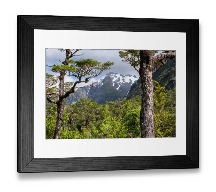 Framed Print : Temperate forest and mountain landscape, Quelat National Park, Patagonia, Chile. March, 2024 Framed Print : Temperate forest and mountain landscape, Quelat National Park, Patagonia, Chile. March, 2024