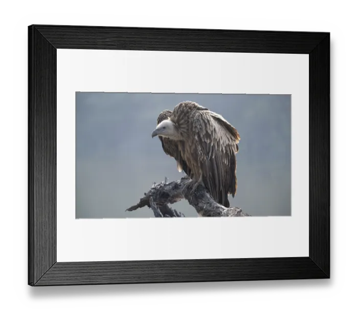 Framed Print : RF - Eurasian griffon (Gyps fulvus) juvenile, perched on branch, Keoladeo Ghana National Park, Bharatpur, Rajasthan, India Framed Print : RF - Eurasian griffon (Gyps fulvus) juvenile, perched on branch, Keoladeo Ghana National Park, Bharatpur, Rajasthan, India