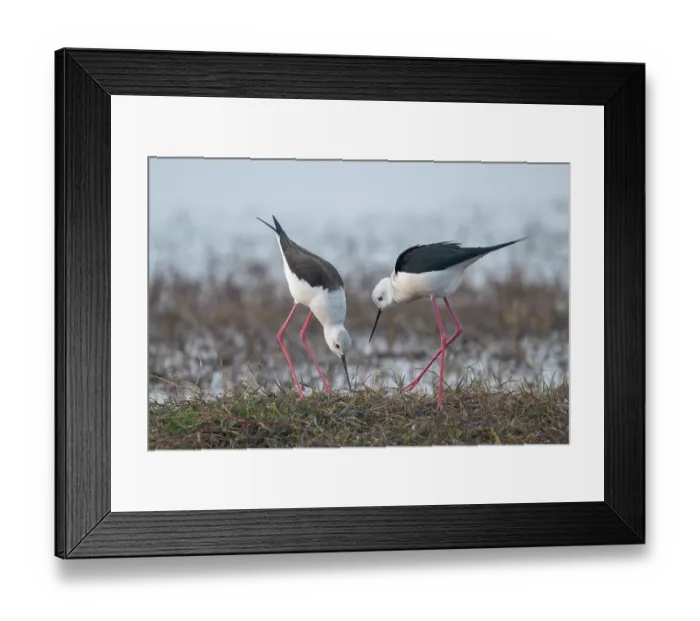 Framed Print : RF - Black-winged stilts ( Himantopus himantopus) pair searching for a potential nesting site, Pachgaon, near Dholpur, Rajasthan, India Framed Print : RF - Black-winged stilts ( Himantopus himantopus) pair searching for a potential nesting site, Pachgaon, near Dholpur, Rajasthan, India