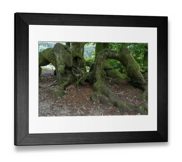 Framed Print : Queules, old trees woven by the Gauls to make fences, Mont Beuvray, Nievre, Le Morvan, France. June, 2023 Framed Print : Queules, old trees woven by the Gauls to make fences, Mont Beuvray, Nievre, Le Morvan, France. June, 2023