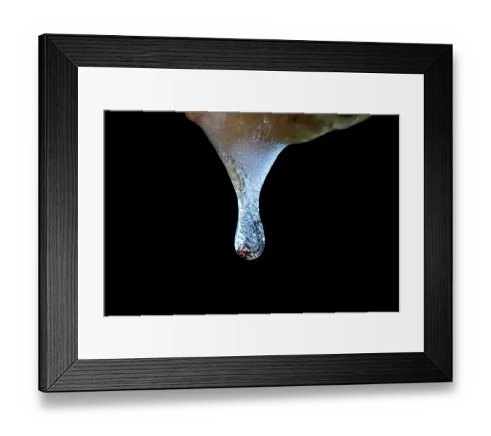 Framed Print : Forest green tree frog (Zhangixalus arboreus) tadpole dropping from a sponge-like egg mass suspended in forest canopy Framed Print : Forest green tree frog (Zhangixalus arboreus) tadpole dropping from a sponge-like egg mass suspended in forest canopy