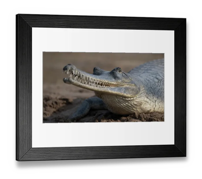 Framed Print : RF - Gharial (Gavialis gangeticus) with teeth visible, resting on sandy riverbank, Chambal river, Dholpur, Rajastahn, India Framed Print : RF - Gharial (Gavialis gangeticus) with teeth visible, resting on sandy riverbank, Chambal river, Dholpur, Rajastahn, India