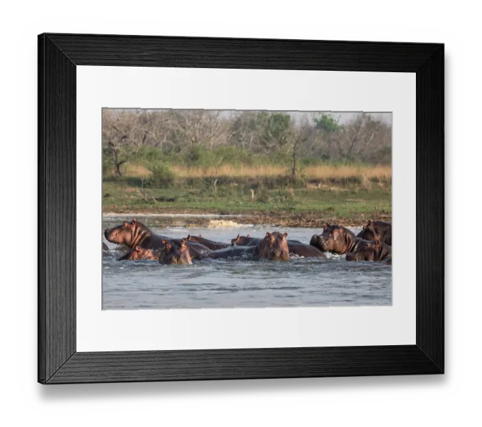 Framed Print : Hippopotamus (Hippopotamus amphibius) pod wallowing in river, Murchison Falls National Park, Uganda Framed Print : Hippopotamus (Hippopotamus amphibius) pod wallowing in river, Murchison Falls National Park, Uganda