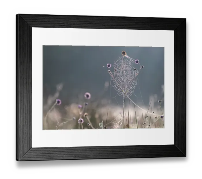 Framed Print : Spider's web covered in dew in morning sunlight, Devon, England, UK. September, 2023 Framed Print : Spider's web covered in dew in morning sunlight, Devon, England, UK. September, 2023