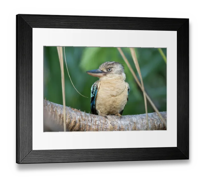 Framed Print : Blue-winged kookaburra (Dacelo leachii) female, perched on Spiral pandanus (Pandanus spiralis) branch above a creek, Adelaide River Hills, Northern Territory, Australia Framed Print : Blue-winged kookaburra (Dacelo leachii) female, perched on Spiral pandanus (Pandanus spiralis) branch above a creek, Adelaide River Hills, Northern Territory, Australia