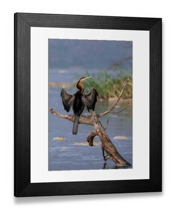 Framed Print : RF - African darter (Anhinga rufa) perched on dead tree branch in river, basking, Murchison Falls National Park Uganda Framed Print : RF - African darter (Anhinga rufa) perched on dead tree branch in river, basking, Murchison Falls National Park Uganda