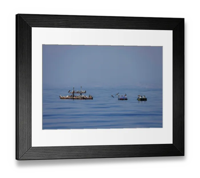 Framed Print : Seabirds gathering around a fish aggregating device deployed offshore by local people to aid in fishing, The Democratic Republic of Timor-Leste, Pacific Ocean Framed Print : Seabirds gathering around a fish aggregating device deployed offshore by local people to aid in fishing, The Democratic Republic of Timor-Leste, Pacific Ocean
