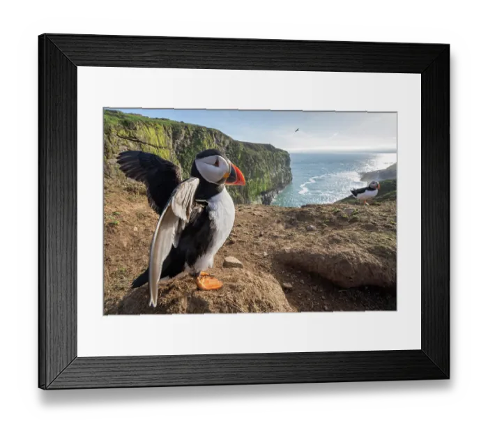 Framed Print : Atlantic puffin (Fratercula arctica) perched on clifftop stretching its wings, Skomer Island, Pembrokeshire, Wales, UK. April Framed Print : Atlantic puffin (Fratercula arctica) perched on clifftop stretching its wings, Skomer Island, Pembrokeshire, Wales, UK. April