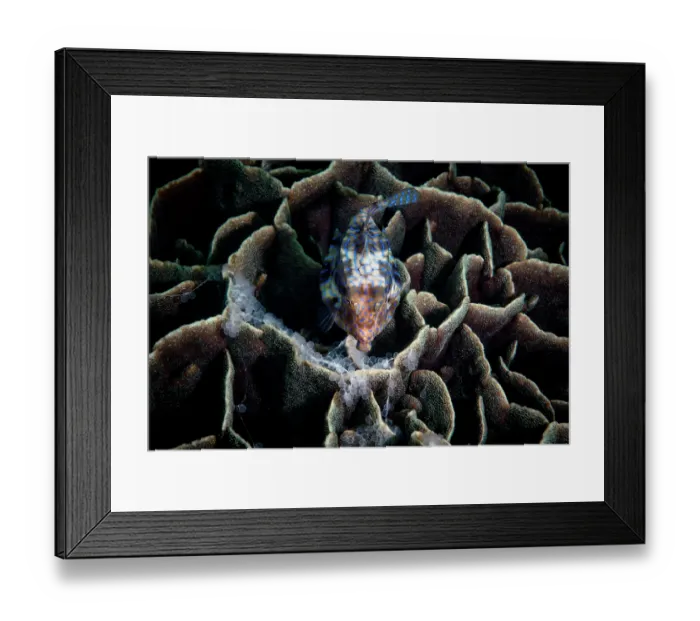 Framed Print : Thornback cowfish (Lactoria fornasini) eating freshly spawned Hound needlefish (Tylosurus crocodilus) eggs layed on top of Leaf corals (Pavona decussata), Kagoshima Prefecture Framed Print : Thornback cowfish (Lactoria fornasini) eating freshly spawned Hound needlefish (Tylosurus crocodilus) eggs layed on top of Leaf corals (Pavona decussata), Kagoshima Prefecture