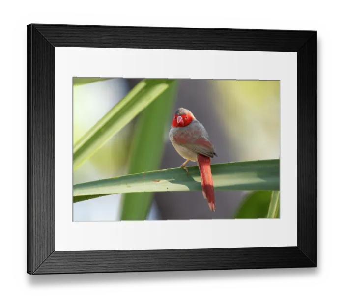 Framed Print : Crimson finch (Neochmia phaeton) female, perched on Spiral pandanus (Pandanus spiralis) leaf, Adelaide River Hills, Northern Territory, Australia Framed Print : Crimson finch (Neochmia phaeton) female, perched on Spiral pandanus (Pandanus spiralis) leaf, Adelaide River Hills, Northern Territory, Australia