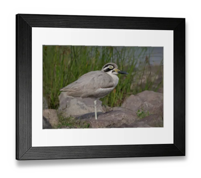 Framed Print : RF - Great thick-knee (Esacus recurvirostris) perched on a rock on riverbank, Chambal river, Dholpur, Rajastahn, India Framed Print : RF - Great thick-knee (Esacus recurvirostris) perched on a rock on riverbank, Chambal river, Dholpur, Rajastahn, India