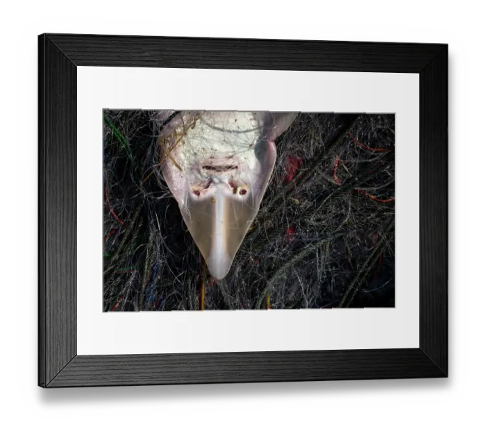 Framed Print : Ranong guitarfish (Rhinobatos ranongensis) tangled in a bottom-set gill net used by artisanal fishers in the offshore region of the Myeik Archipelago, Tanintharyi Region, Myanmar Framed Print : Ranong guitarfish (Rhinobatos ranongensis) tangled in a bottom-set gill net used by artisanal fishers in the offshore region of the Myeik Archipelago, Tanintharyi Region, Myanmar