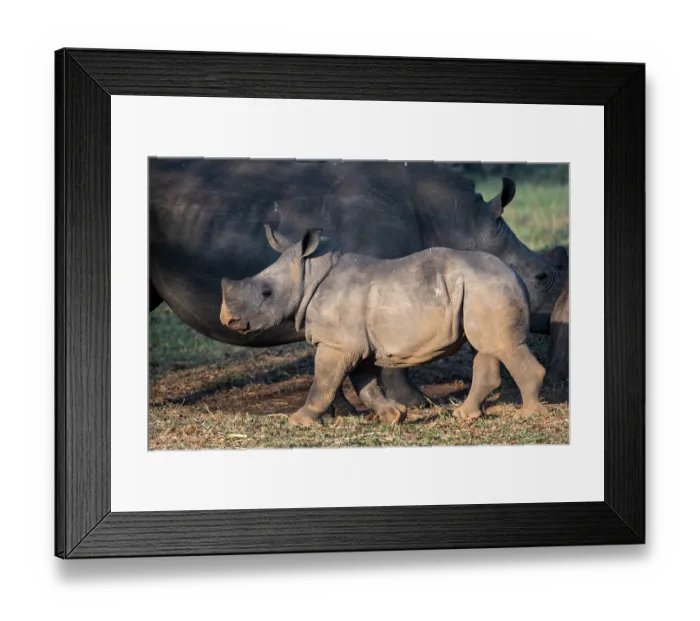 Framed Print : Southern white rhinoceros (Ceratotherium simum) calf with adult grazing behind, Ziwa rhino sanctuary, Uganda Framed Print : Southern white rhinoceros (Ceratotherium simum) calf with adult grazing behind, Ziwa rhino sanctuary, Uganda
