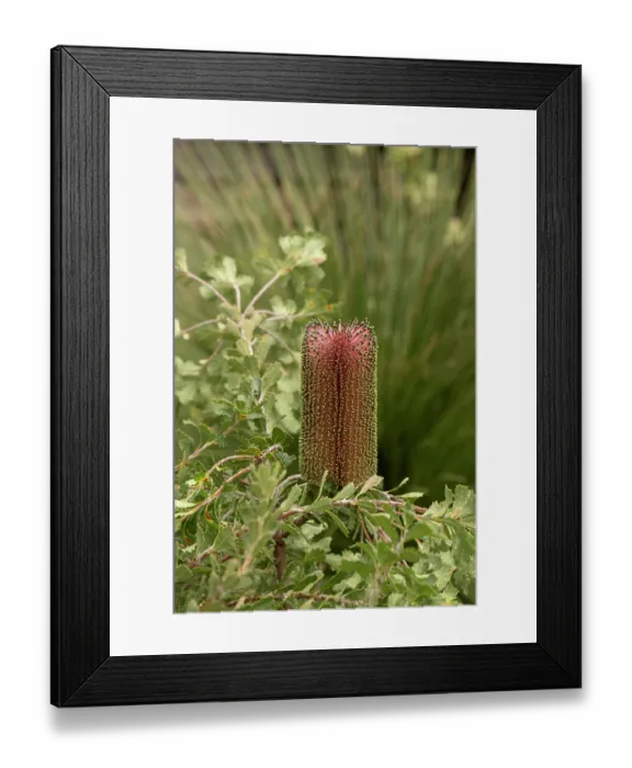 Framed Print : Cut-leaf banksia (Banksia praemorsa), Botanic garden, UK. November Framed Print : Cut-leaf banksia (Banksia praemorsa), Botanic garden, UK. November